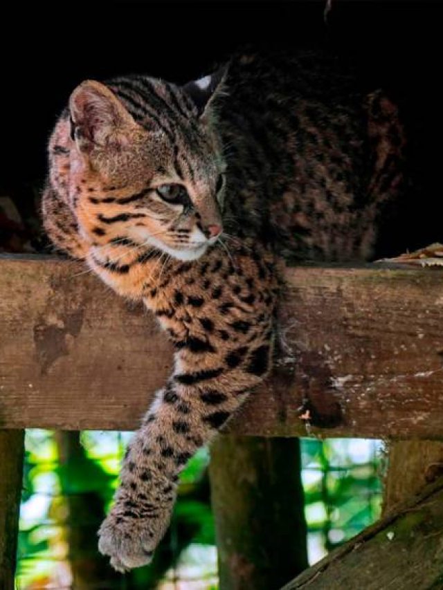 El gato de Nariño